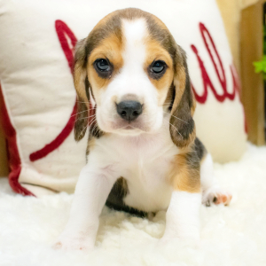 Beagle Puppy Luna