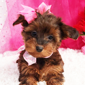Yorkiepoo Puppy Maybel