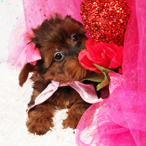 Yorkiepoo Puppy Maybel