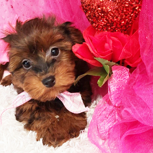Yorkiepoo Puppy Maybel