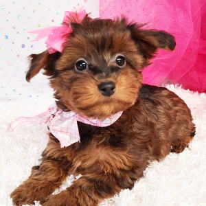 Yorkiepoo Puppy Maybel
