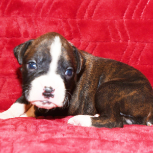 Boxer Puppy Missy