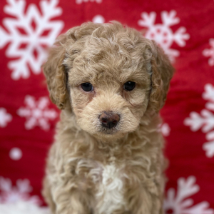 Cockapoo Puppy Gage