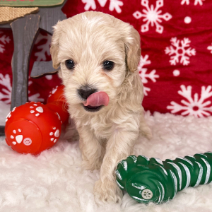 Cockapoo Puppy Greta