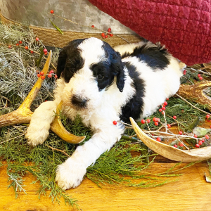 Goldendoodle Puppy Beckham