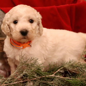 Goldendoodle Puppy Elton