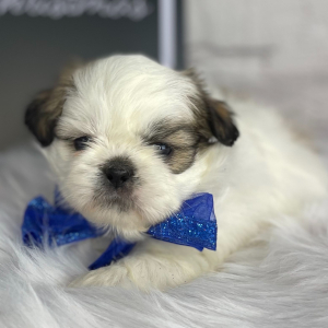 Shih Tzu Puppy Callaway