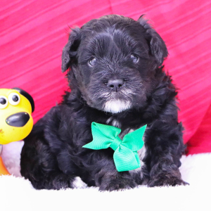 Bernedoodle Puppy Bingo