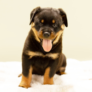 Rottweiler Puppy Ida