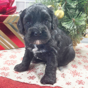 Cockapoo Puppy Gideonn