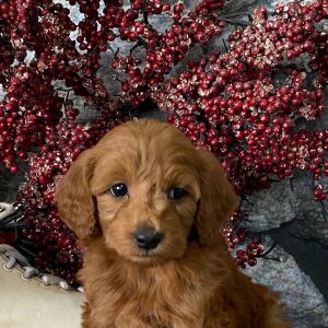 Goldendoodle Puppy Mongo