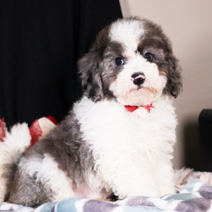 Bernedoodle Puppy Gregory