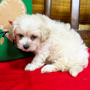 Maltipoo Puppy Peanut