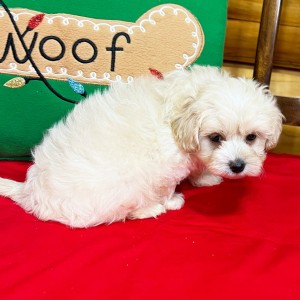 Maltipoo Puppy Peanut