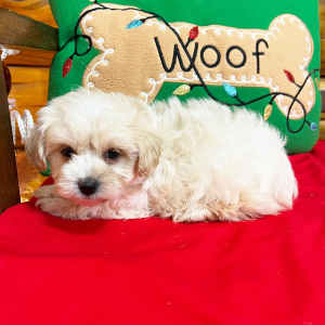 Maltipoo Puppy Peanut