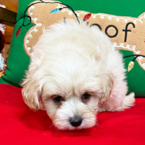 Maltipoo Puppy Peanut
