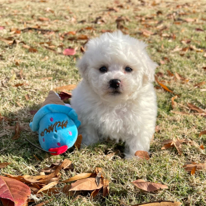 Bichon Frise Puppy Teddy
