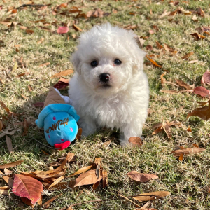 Bichon Frise Puppy Teddy