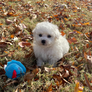 Bichon Frise Puppy Teddy