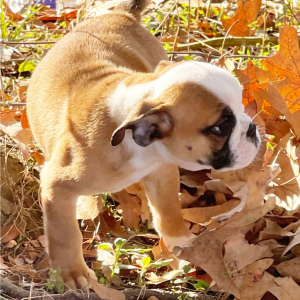 Bulldog Puppy Peanut