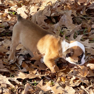 Bulldog Puppy Peanut