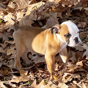 Bulldog Puppy Peanut
