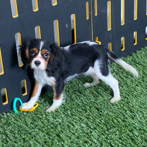 Cavalier King Charles Spaniel Puppy Ainslee