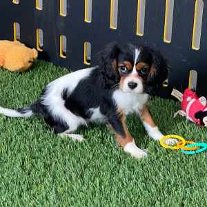 Cavalier King Charles Spaniel Puppy Ainslee