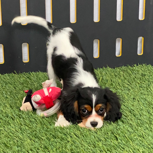Cavalier King Charles Spaniel Puppy Ainslee