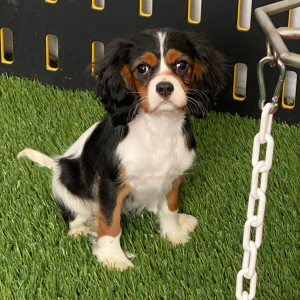 Cavalier King Charles Spaniel Puppy Ainslee