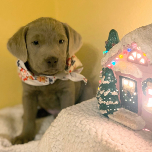 Labrador Retriever Puppy Gabe