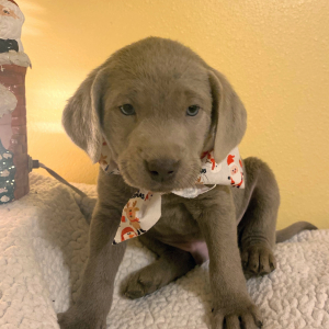 Labrador Retriever Puppy Gabe