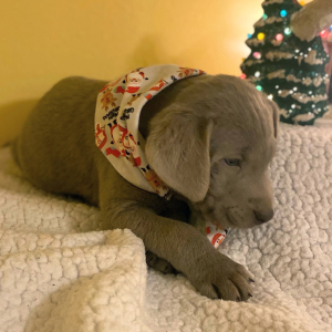 Labrador Retriever Puppy Gabe