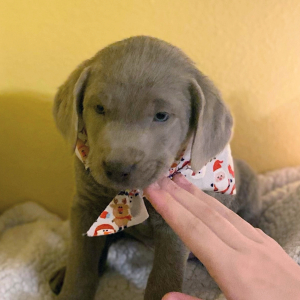 Labrador Retriever Puppy Gabe
