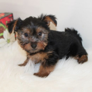 Yorkshire Terrier Puppy Rylee