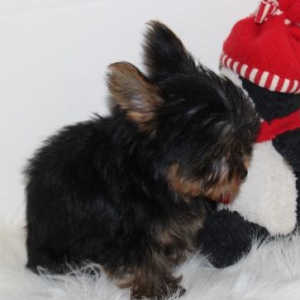 Yorkshire Terrier Puppy Rylee