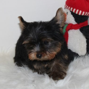 Yorkshire Terrier Puppy Rylee