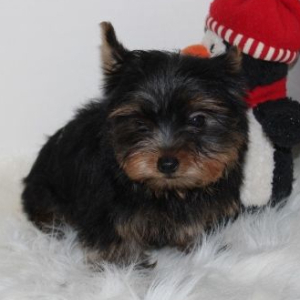 Yorkshire Terrier Puppy Rylee