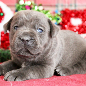 Cane Corso Puppy Nigel