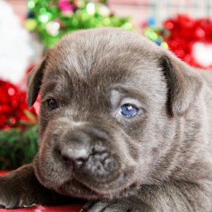 Cane Corso Puppy Nigel