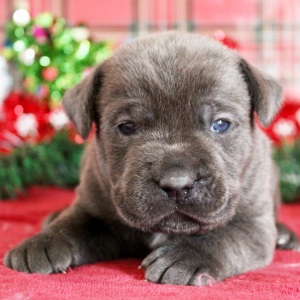 Cane Corso Puppy Nigel