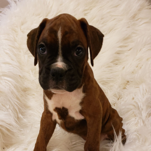 Boxer Puppy Remi