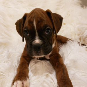 Boxer Puppy Remi