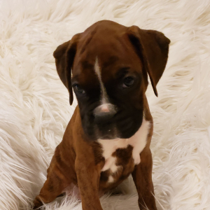 Boxer Puppy Remi