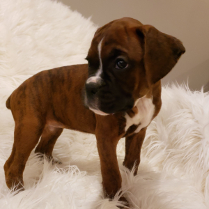 Boxer Puppy Remi