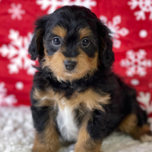 Aussiedoodle Puppy Nila