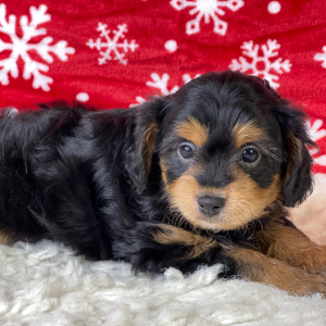 Aussiedoodle Puppy Nila