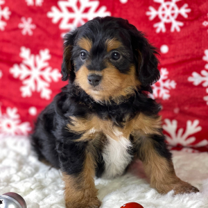 Aussiedoodle Puppy Nila