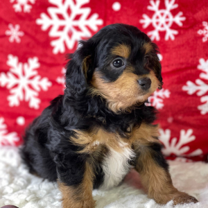 Aussiedoodle Puppy Nila