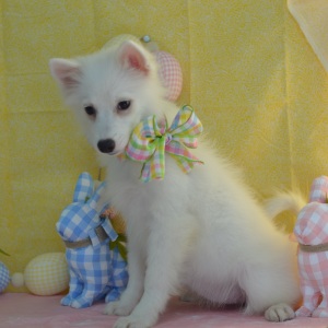 American Eskimo Dog Puppy Lillian